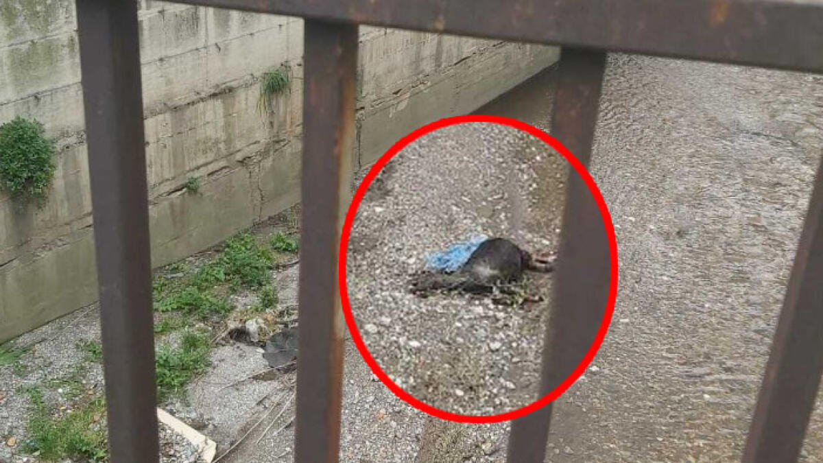 Carcassa di capra affiora dalle acque della Solofrana - 