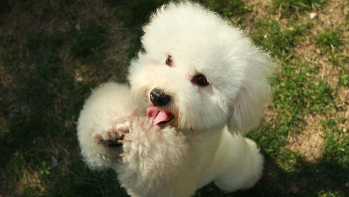 Compra online un costoso barboncino toy, ma è una truffa - 