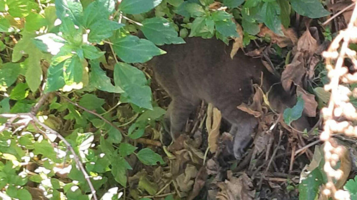 Decimata colonia felina, trovate tracce di cibo sospetto - 