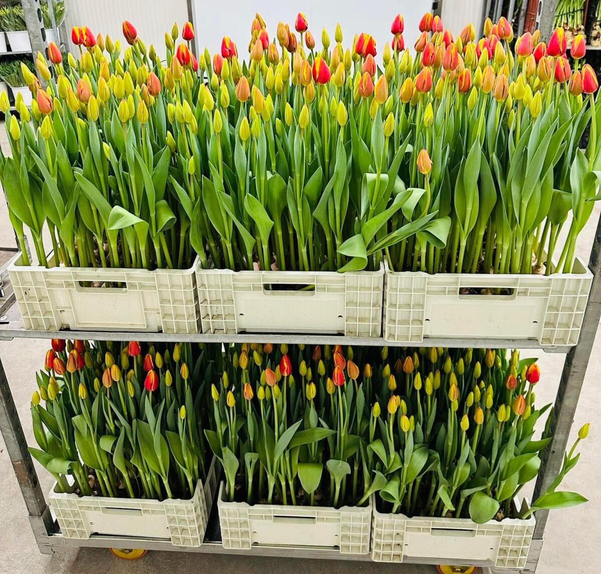 Napoli, al Parco delle Chiocciole si donano tulipani - 