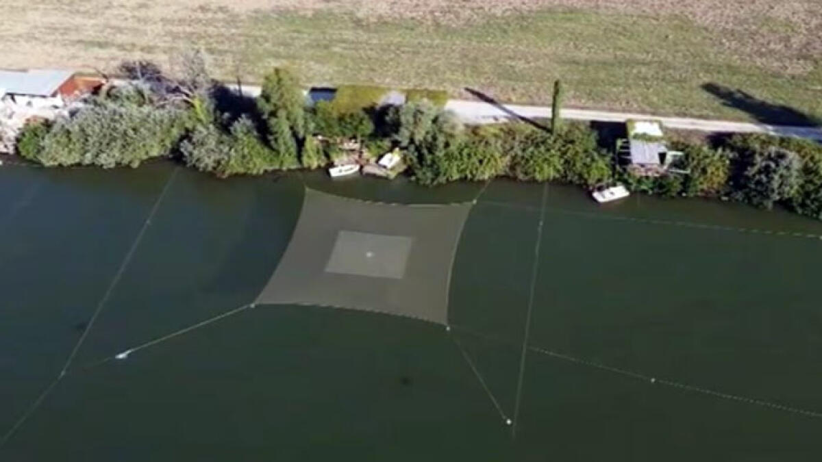 Nove chilometri di fiume coperto da reti abusive - 