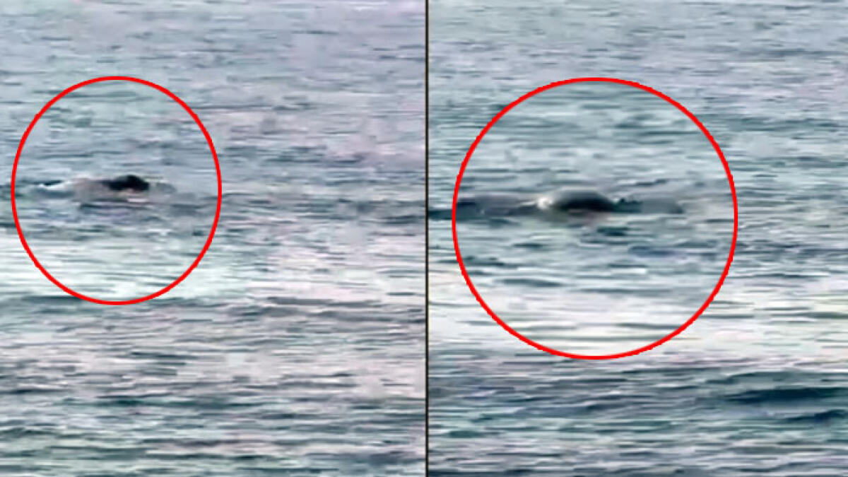 Foca monaca avvistata nel mare della Costiera - 