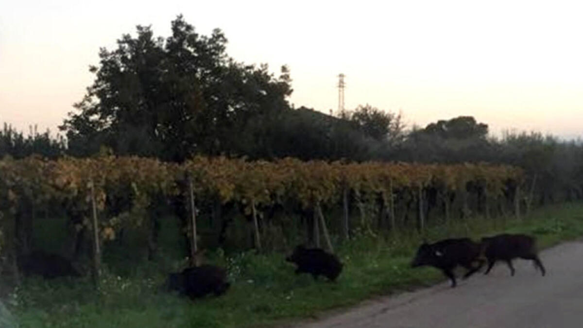 Investe cinghiale sulla Statale e finisce al pronto soccorso - 