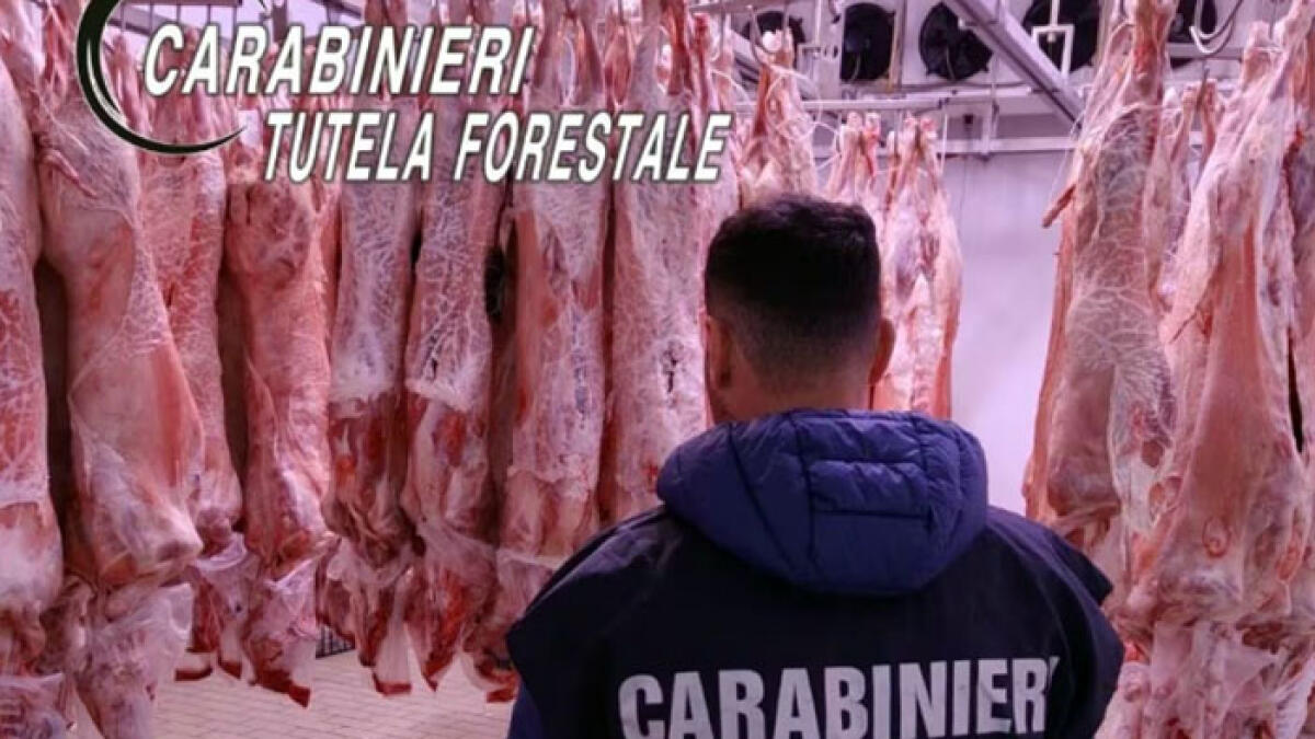 Sequestrate 165 carcasse di carne - 