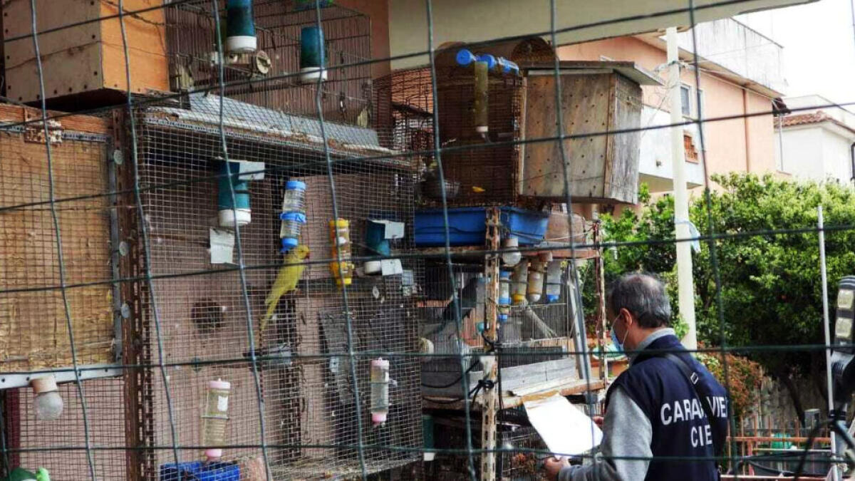 Scoperto in casa con 60 pappagalli - 