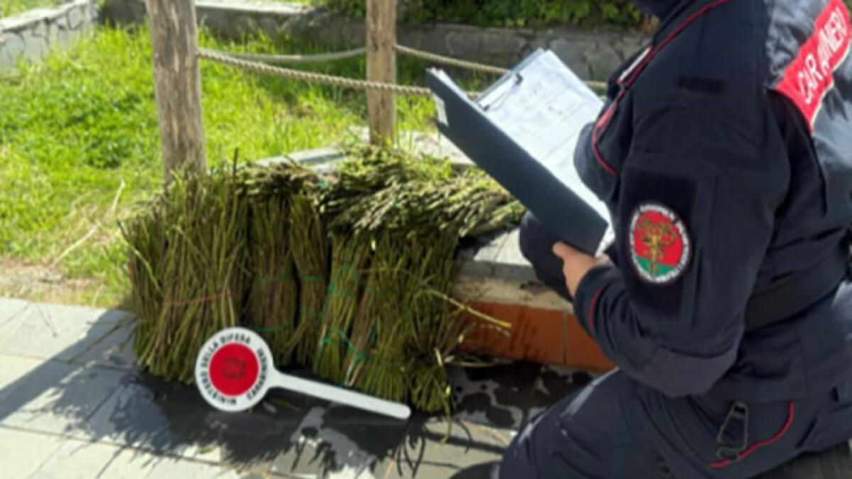 Asparagi selvatici coltivati di frodo sul Vesuvio - 