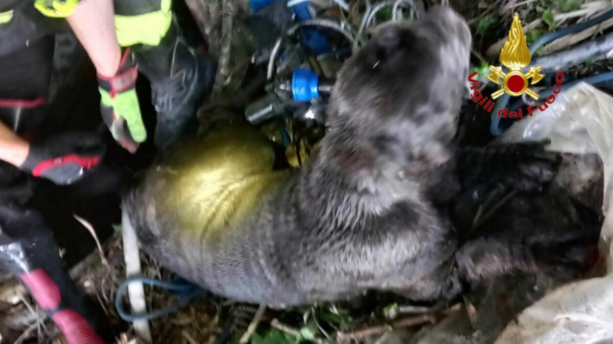 Cane mastino finisce in un pozzo - 