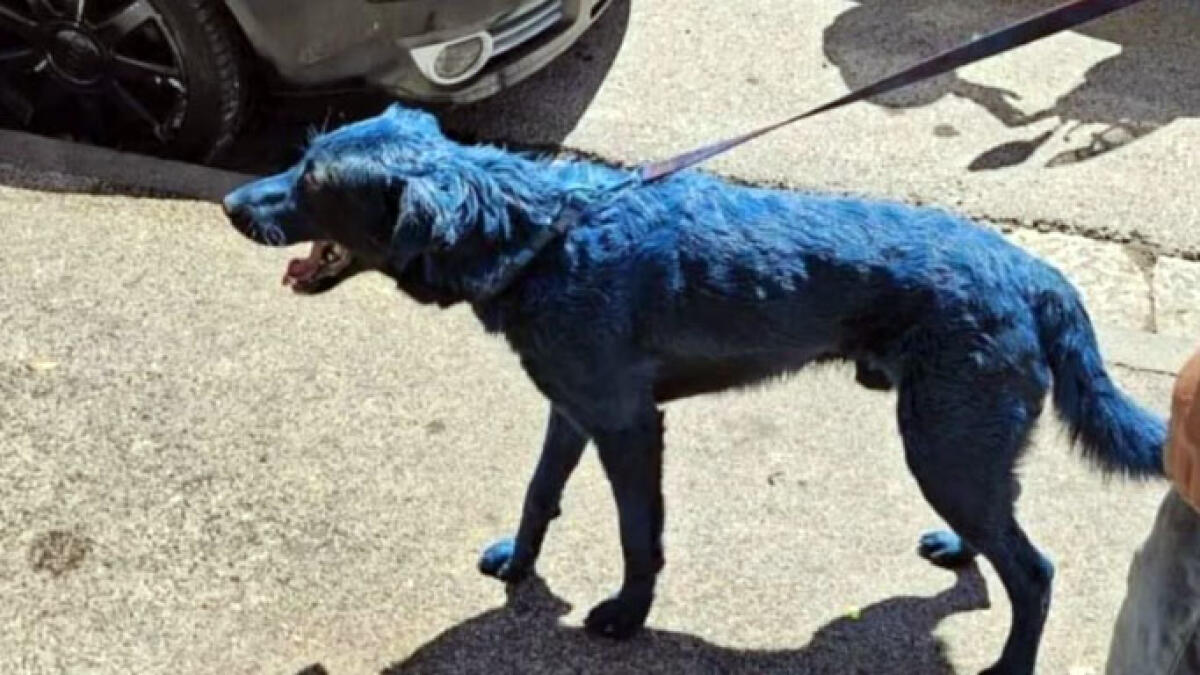 Cane dipinto d'azzurro per la festa Scudetto - 