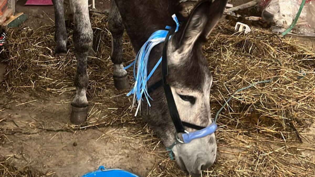Asino addobbato d'azzurro, denunciato il proprietario - 