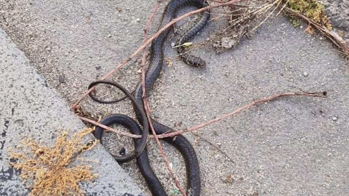 Serpente in strada, panico tra i cittadini - 