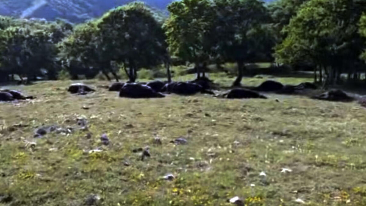 Tempesta di fulmini stermina mandria di 33 cavalli - 