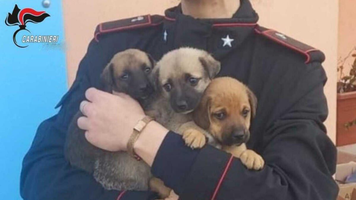 Undici cuccioli abbandonati a Terzigno - 