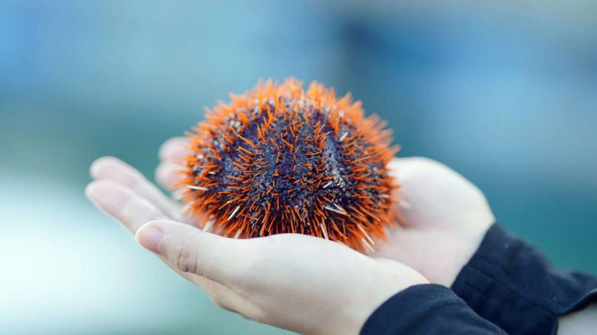 Assalto alla Gaiola, portati via 1000 ricci di mare - 