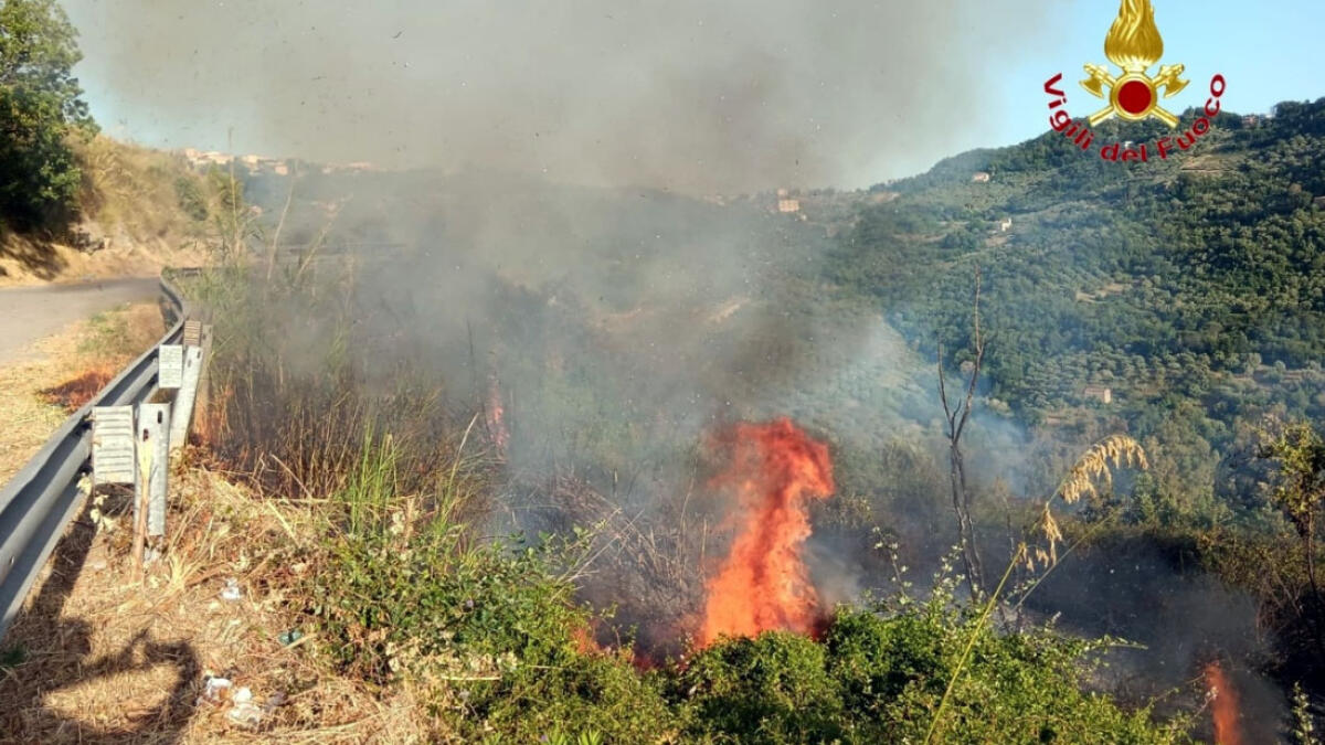 Bruciano 10mila ettari di uliveti - 