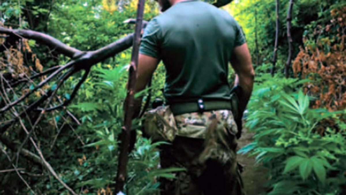 Piantagione di cannabis nascosta tra i cunicoli sotterranei - 