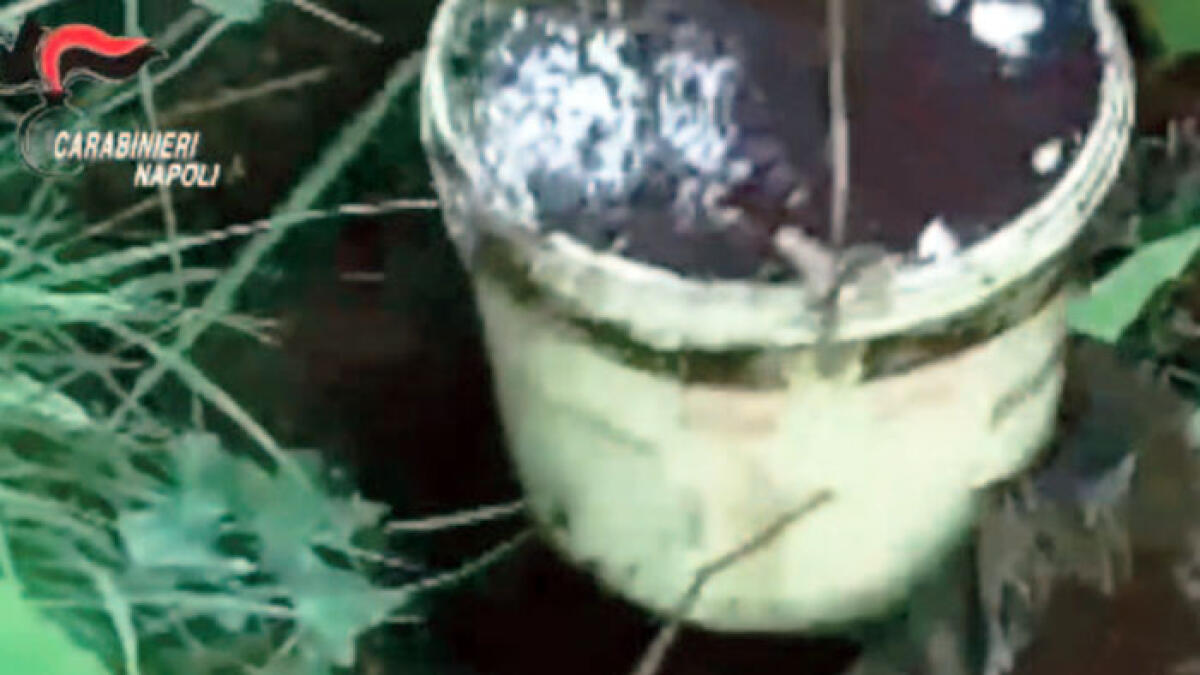 Cannabis a quintali nella Giamaica del Napoletano - 