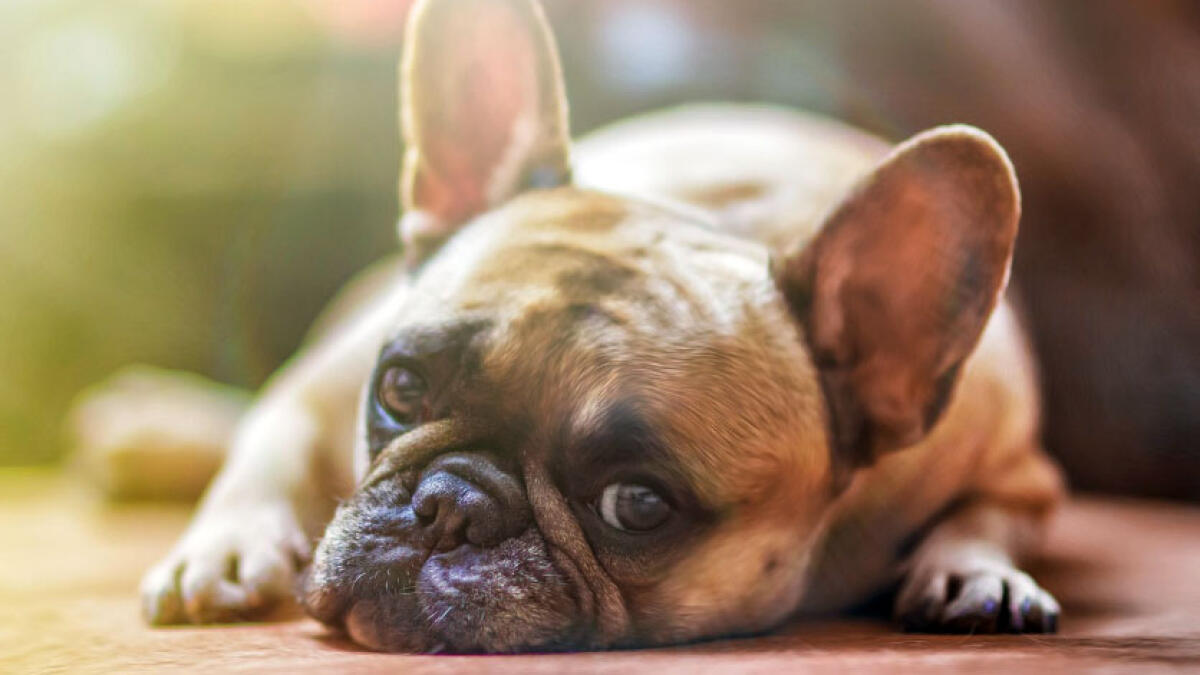 Cagnolino entra nella sua proprietà e lo uccide con un fucile - 