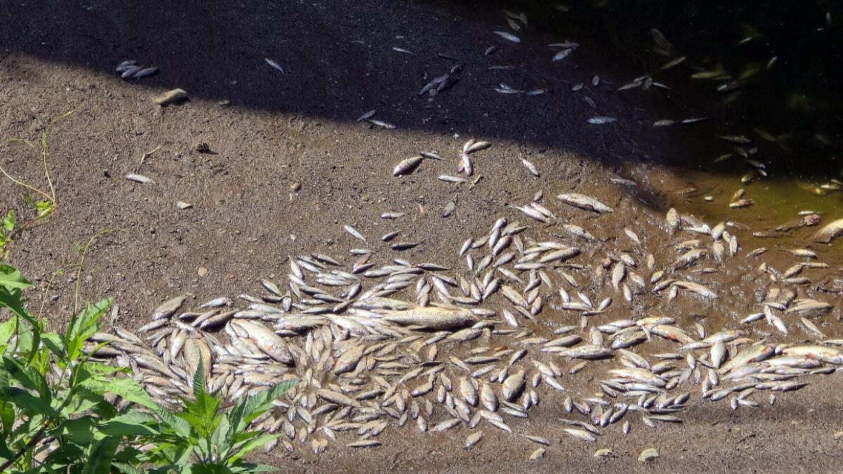Torrente Solofrana, fauna acquatica sterminata - 
