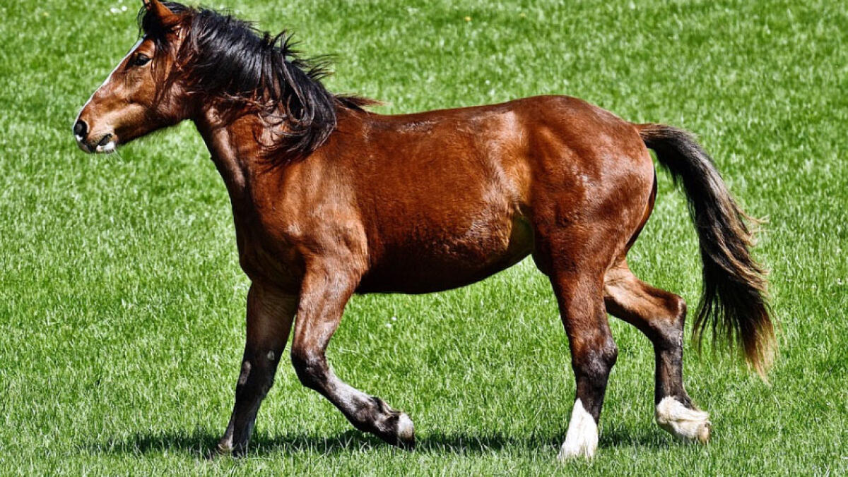 Muore cavallo e lo seppellisce in un terreno, denunciato e Brusciano - 