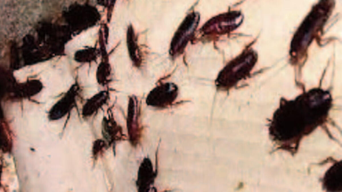 Blatte nel locale del noto tiktoker - 