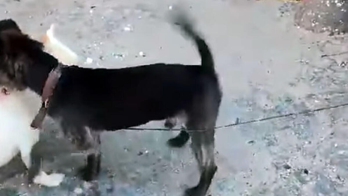 Ladri nel deposito, il cagnolino abbaia e gli sparano - 