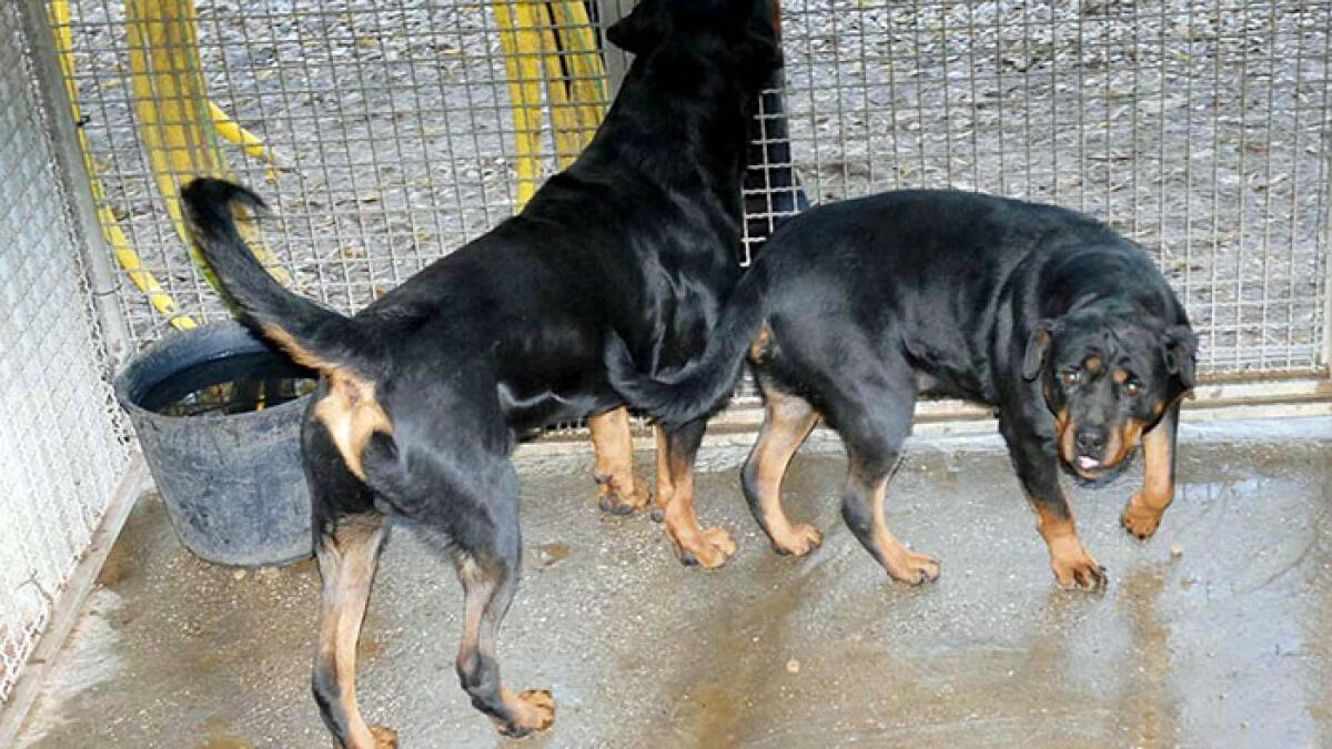 Rottweiler sbranano gatti in strada, spunta il video - 