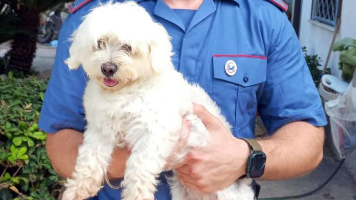 A 16 anni rapisce un cagnolino e chiede un riscatto di 450 euro - 