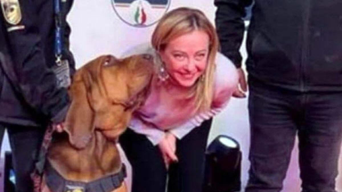 Bruno, il cane eroe ucciso da un wurstel con i chiodi - 