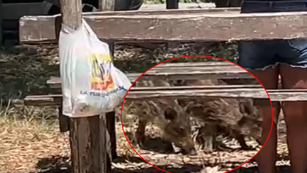 Cinghiali sulla pineta tra i bagnanti - 