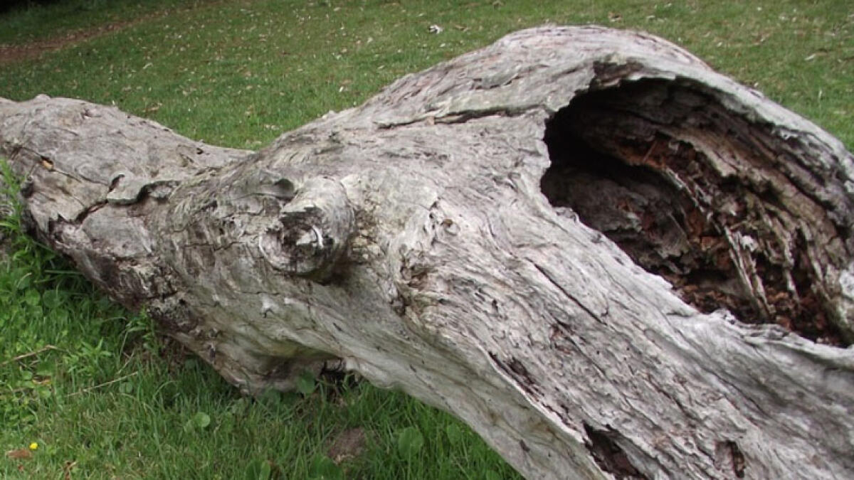 Pomigliano, via al taglio degli alberi pericolosi - 