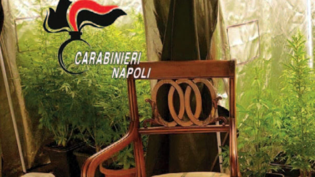 Tre "stanze serra" per coltivare "erba" - 