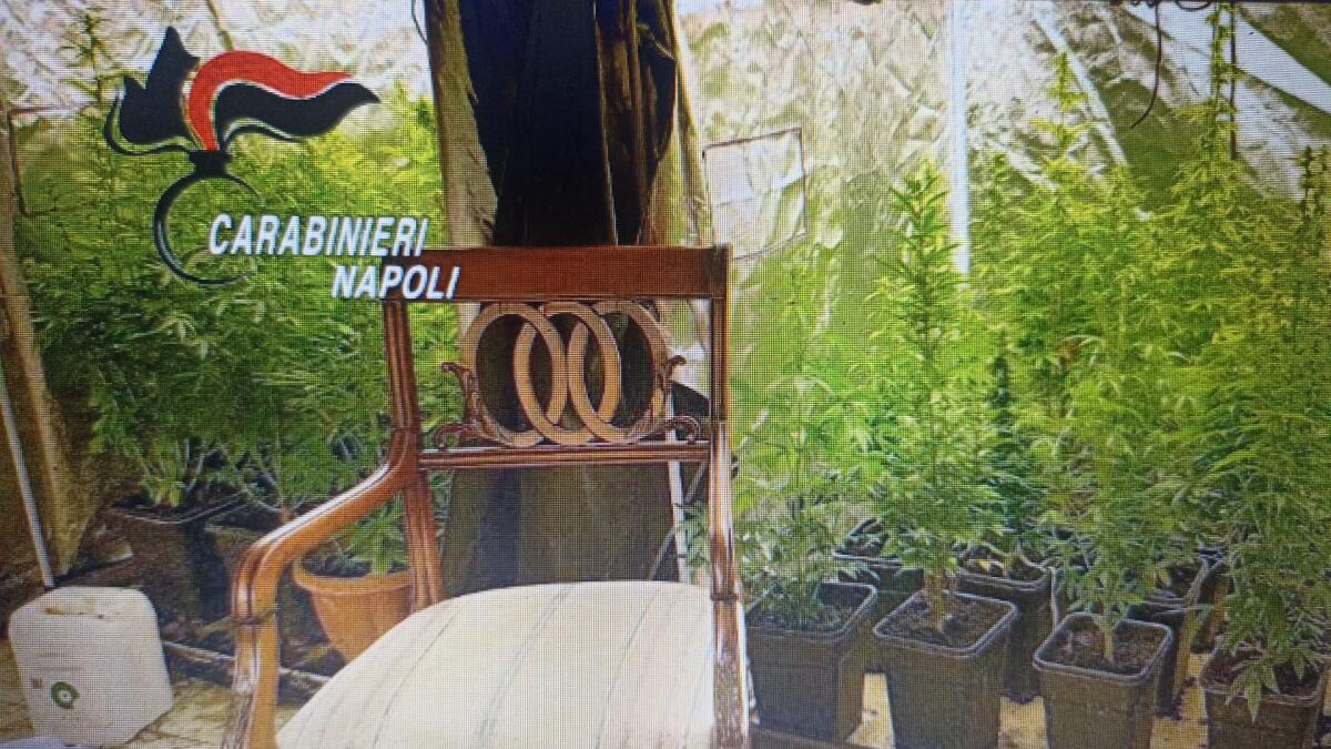 Cocaina in una villa di ultima generazione, arresto in una serra hi-tech - 