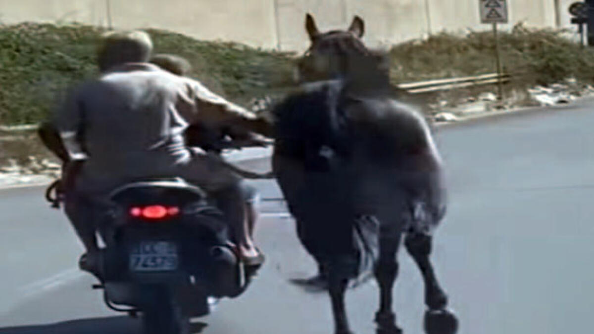 Cavallo legato e trascinato sulla Statale - 