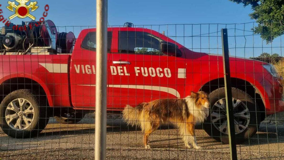 Cane resta incastrato nell'inferriata - 