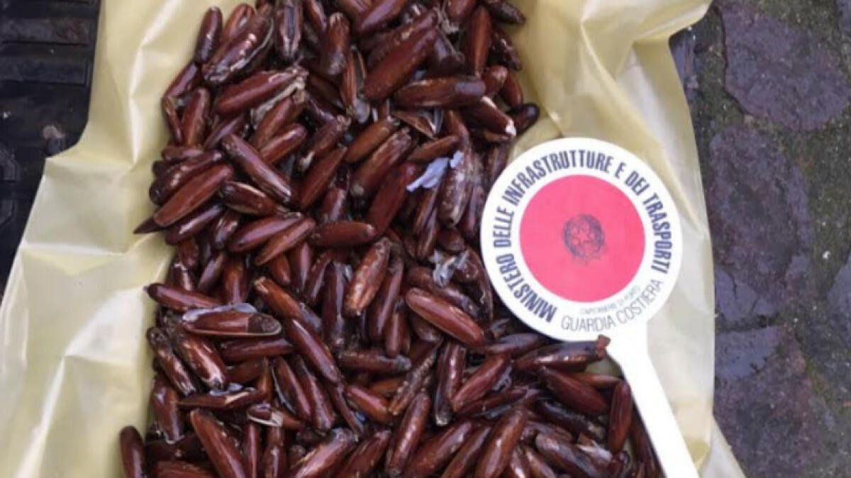 Ci risiamo, ecco i pescatori di datteri di mare sulla costa vesuviana - 