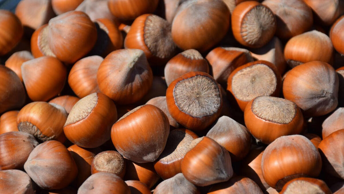 Nocciole, calo del 50% sui raccolti - 