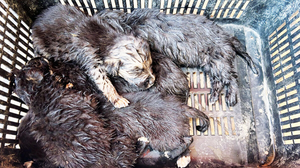 Trova 5 cuccioli abbandonati, staffetta per salvarli - 