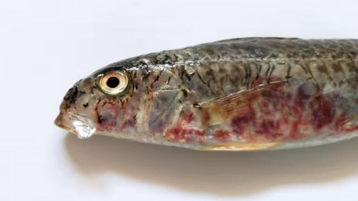 Triglia del Mar Rosso pescata nel mare vesuviano, è allarme - 