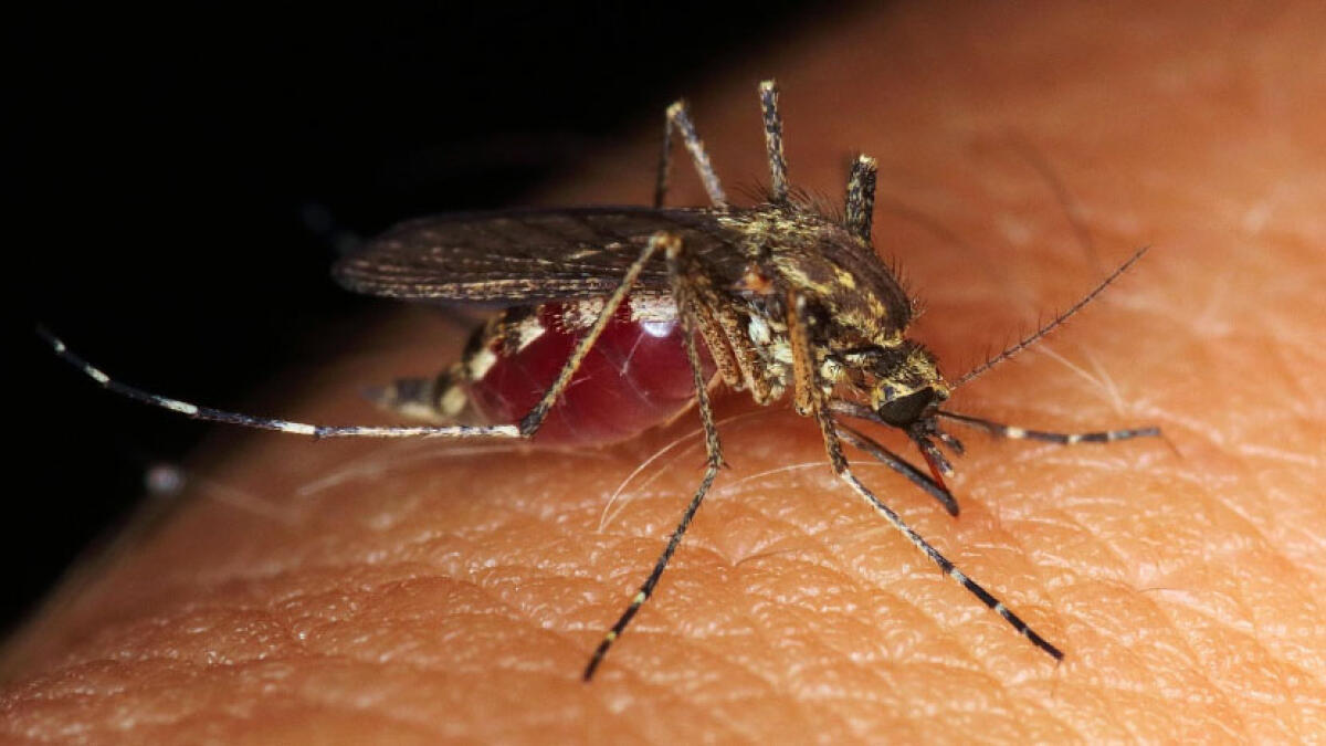 West Nile, l'Asl Napoli 3 avvia le disinfestazioni nell'area vesuviana - 