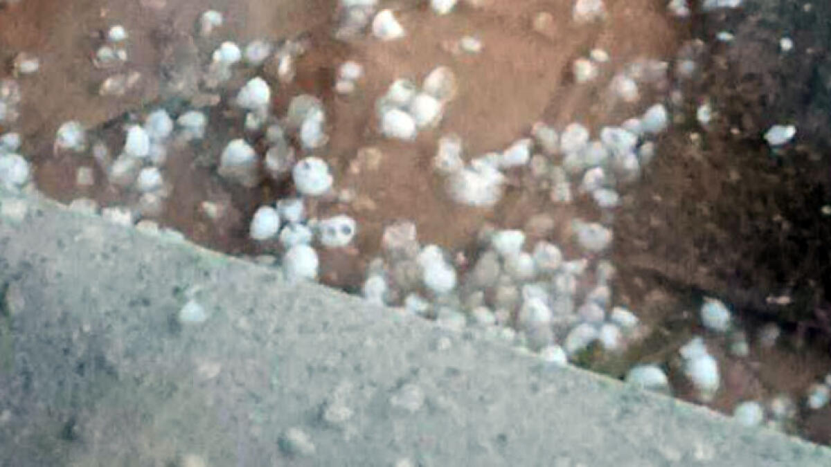 Forte grandinata tra il Nolano ed il Sannio, gravi danni a vigneti e uliveti - 