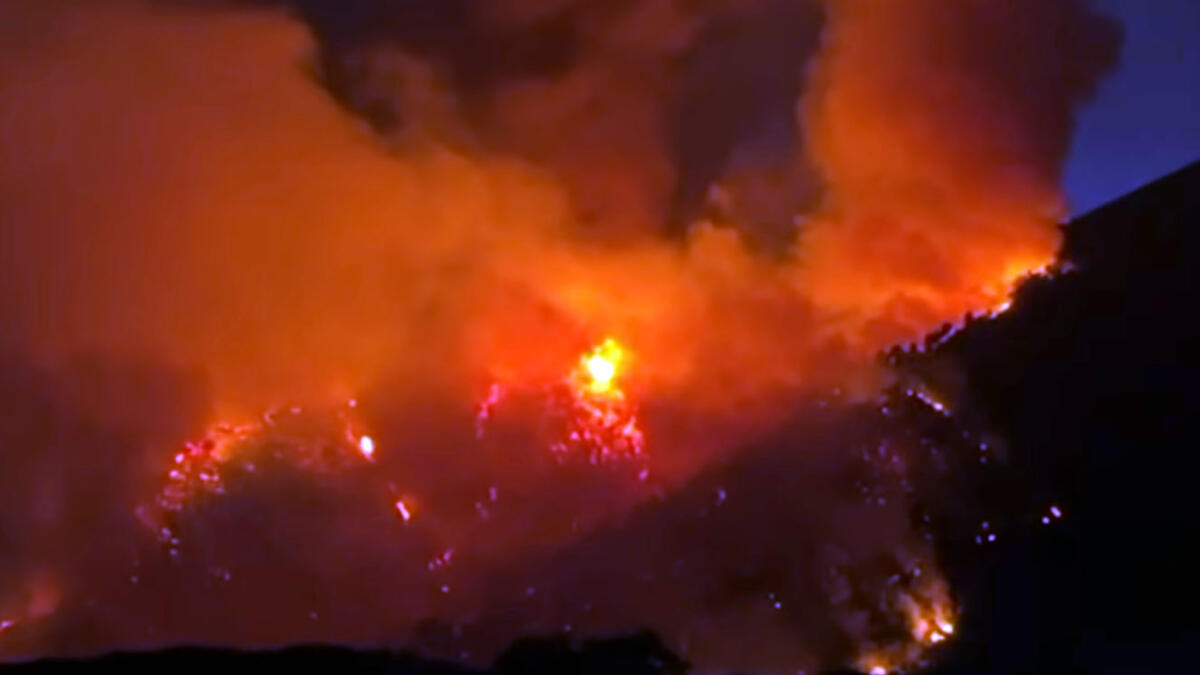 Animali feriti e ustionati tra le fiamme del Vesuvio, c'è l'appello a donare - 