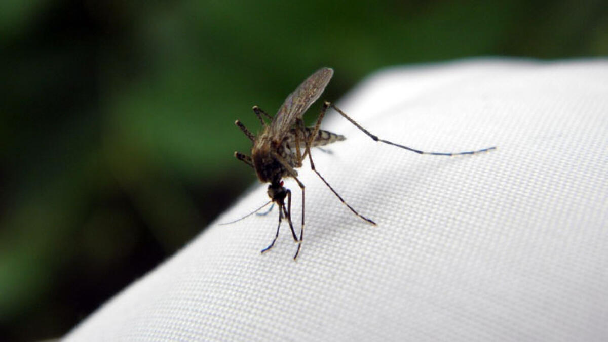Il virus West Nile fa un'altra vittima - 