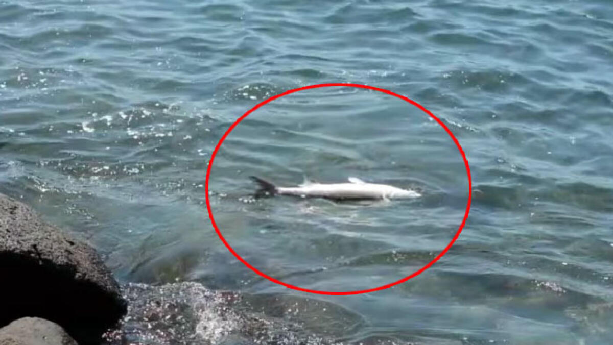 Morìa di pesci sul litorale vesuviano - 