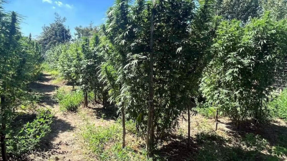 Scoperta maxi-piantagione di marijuana con 160 piante nel terreno - 