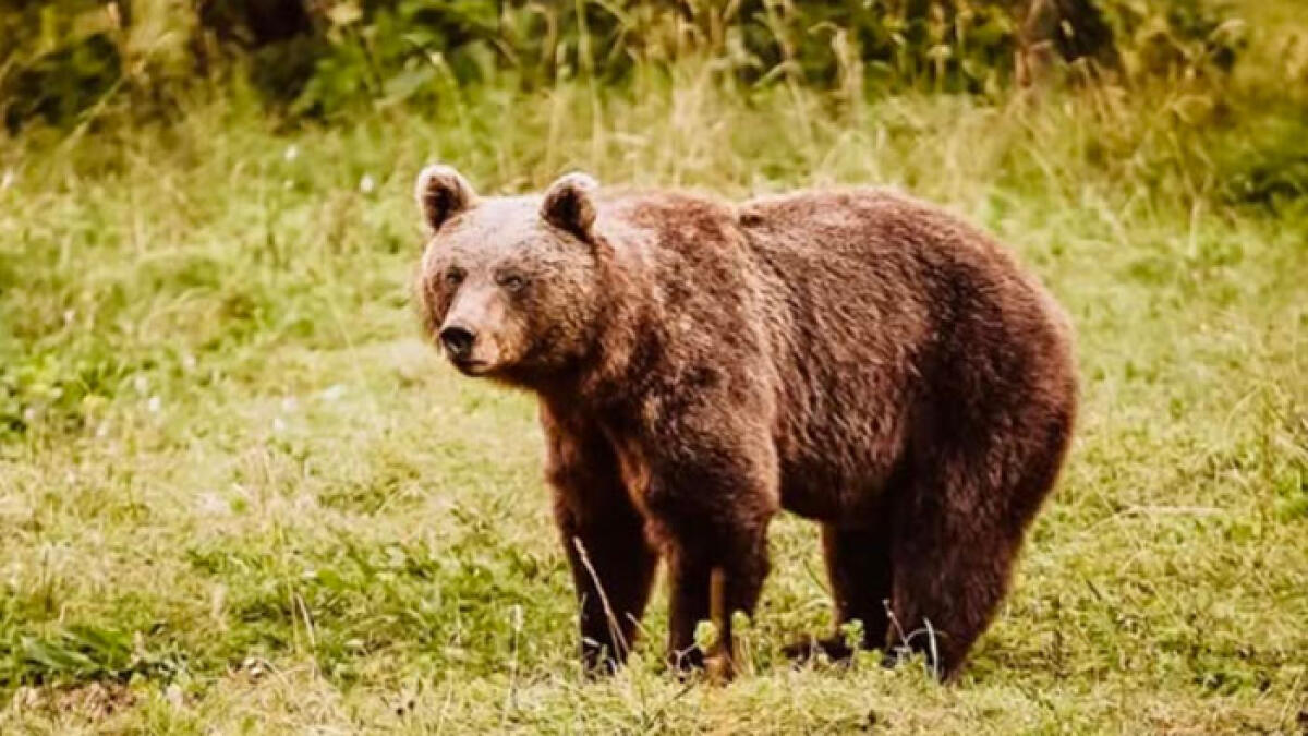 Orso avvistato in Campania: stupore e anche paura - 