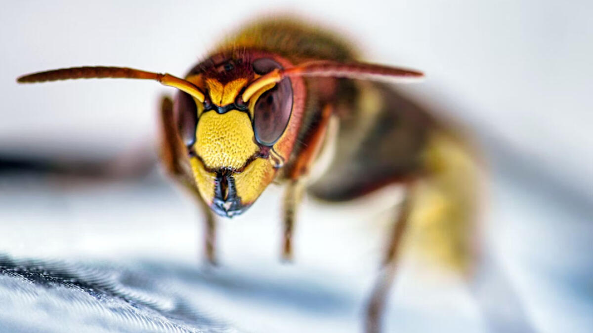 Calabrone letale, 47enne muore subito dopo una puntura - 
