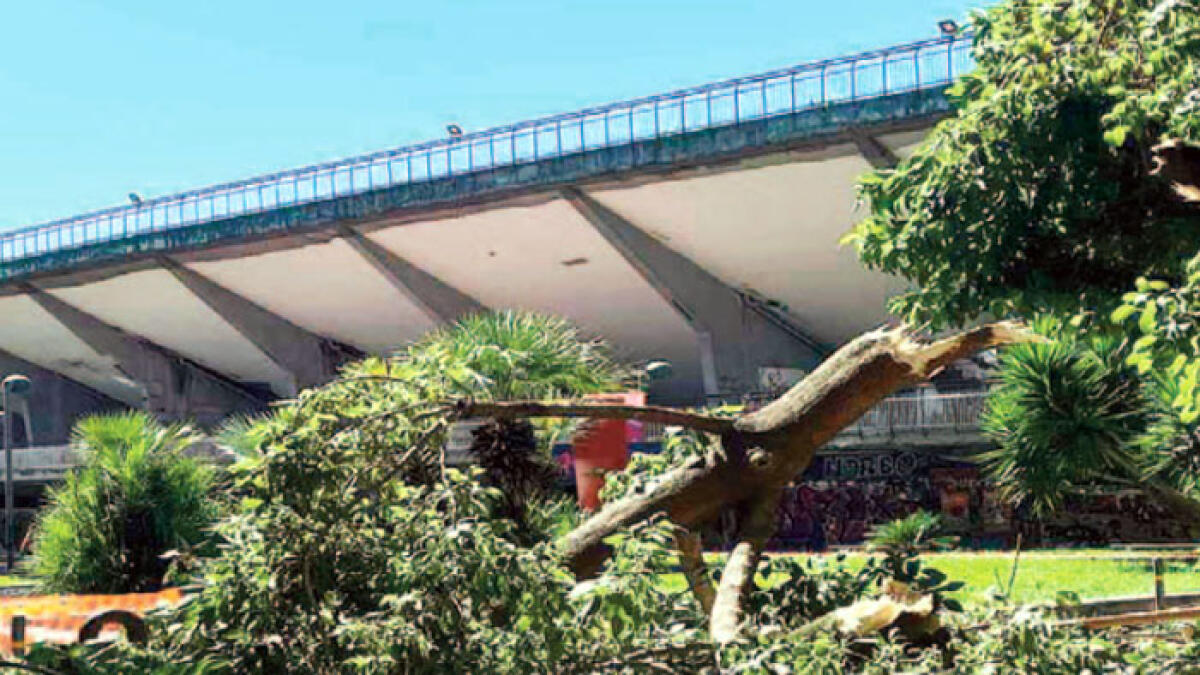 Crollano alberi e rami, emergenza continua - 