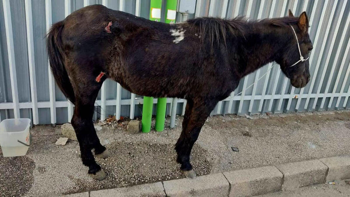 In due trascinano cavallo con l'auto e poi lo legano a un palo - 