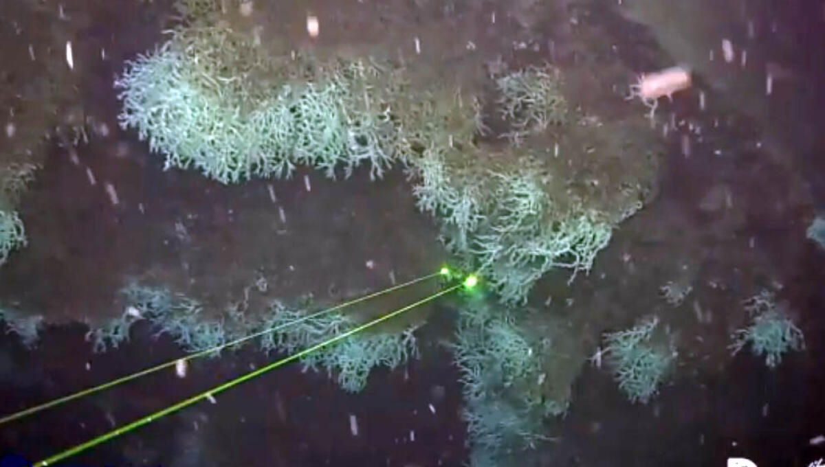 Scoperta grande scogliera corallina nel Golfo di Napoli - 