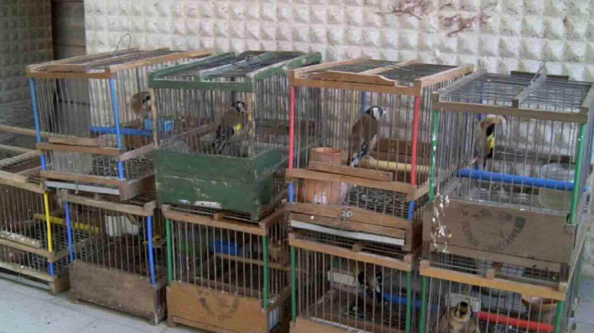 Traffico di cardellini accecati a Poggiomarino: due arresti e 40 indagati - 